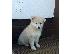 PoulaTo: Pomsky Puppy